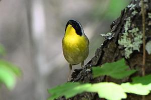 023 Warbler, Common Yellowthroat, 2023-05120003 Parker River NWR, MA